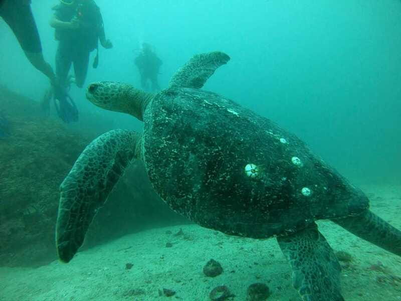 Zihuatanejo: Marine Life Observation Tour - Discover the Marine Life Observation Tour in Zihuatanejo