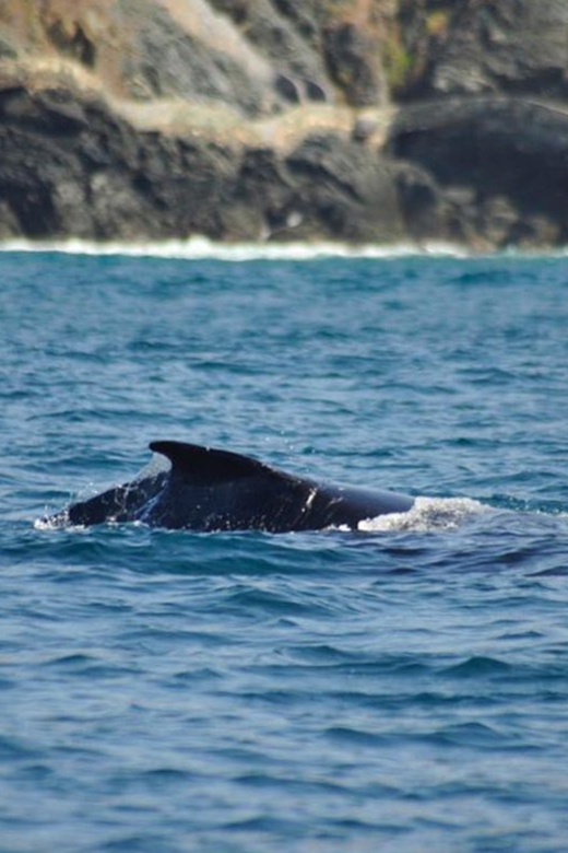 Zihuatanejo: Marine Life Observation Tour - Timing and Pacing of the Tour