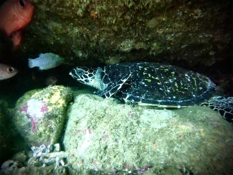 Zihuatanejo: Snorkeling in Manzanillo and Las Gatas - Discover the Snorkeling Adventure from Zihuatanejo to Manzanillo and Las Gatas
