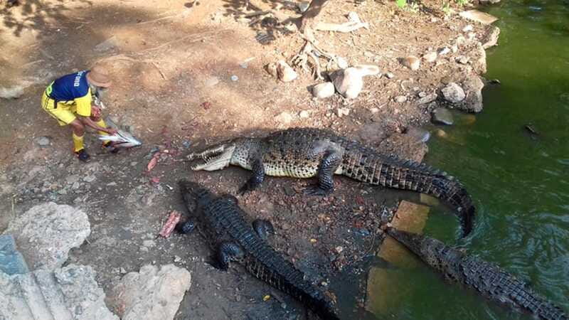 Zihuatanejo: Snorkeling Trip to Ixtapa Island with Lunch - The Role of the Tour Guide and Safety Measures