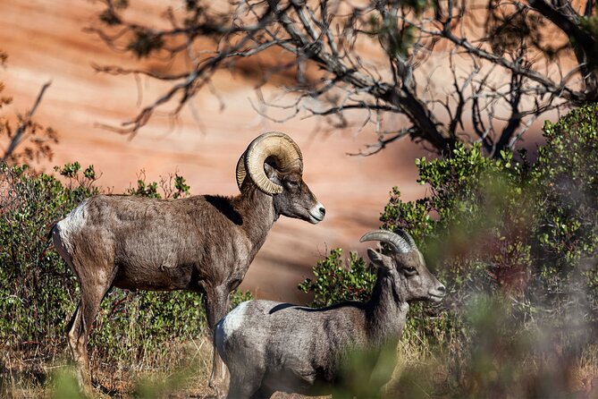 Zion National Park by Tour Trekker - Exploring Zion’s Cultural and Visitor Highlights