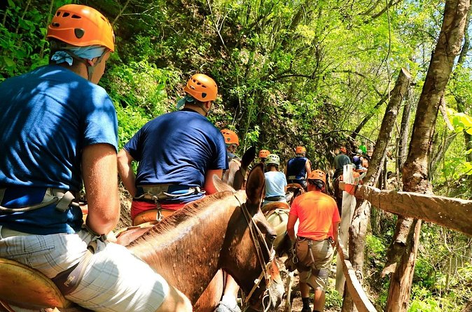 Zip Line, Mules Ride and Walk on the Hanging Bridge - The Mule Ride: A Relaxed Perspective on Puerto Vallartas Flora
