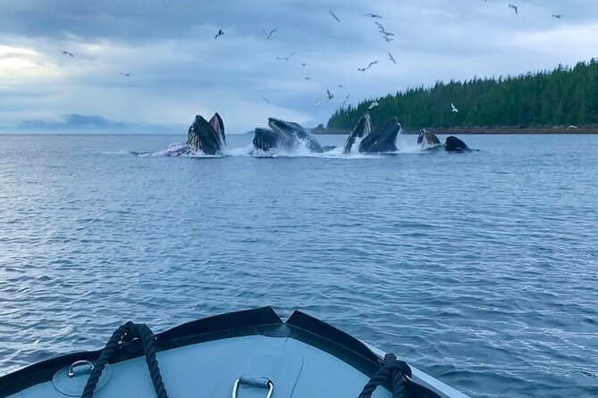 Zodiac Fast Boat Adventure - Experience the Water and Wildlife of Alaska’s Inside Passage