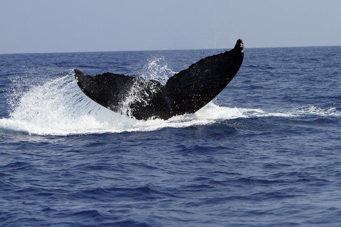 Zodiac Raft Whale Watching Adventure - The Zodiac Boat: A Fast, Nimble Ride with Close Encounters