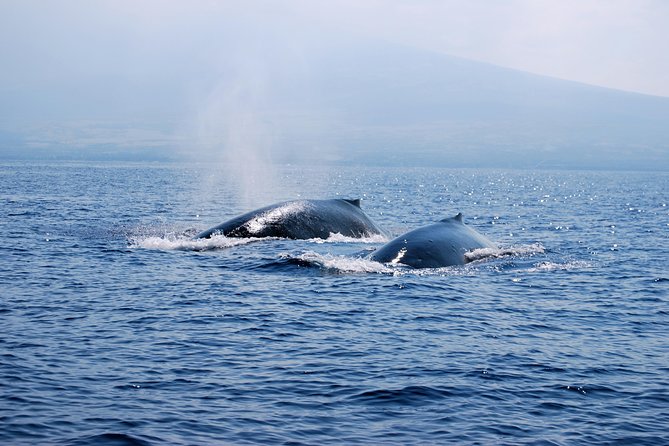Zodiac Raft Whale Watching Adventure - Marine Life Beyond Whales