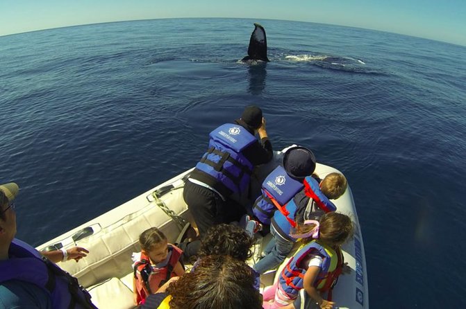 Zodiac Whale-Watching Adventure in Los Cabos - Meeting at Cabo Expeditions Near Marina de Cabo San Lucas