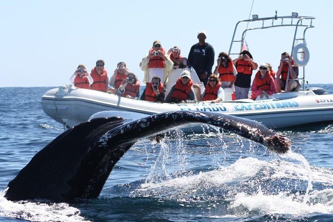 Zodiac Whale-Watching Adventure in Los Cabos - Pricing and Booking Considerations