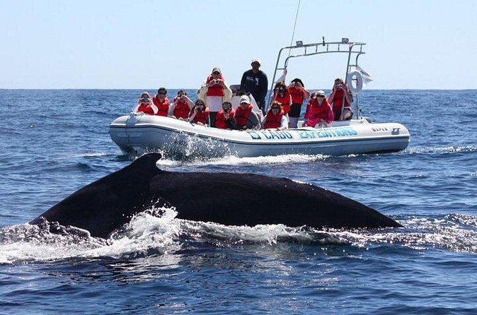 Zodiac Whale-Watching Adventure in Los Cabos - Who Would Enjoy This Tour Most?