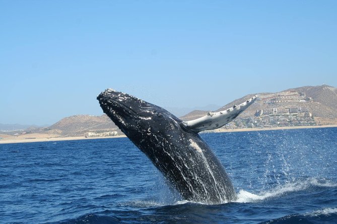 Zodiac Whale-Watching Adventure in Los Cabos - Frequently Asked Questions