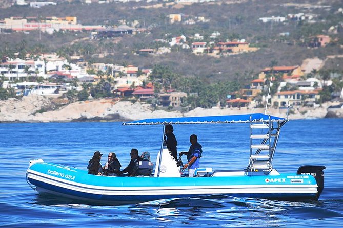 Zodiac Whale Watching Adventure - Incl FREE photos - Key Points