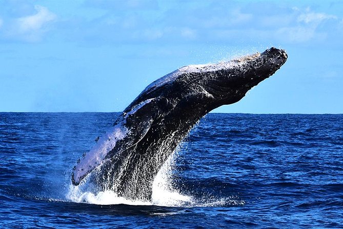 Zodiac Whale Watching Adventure - Incl FREE photos - Speed and Maneuverability of the Zodiac Boat