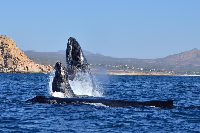 Zodiac Whale Watching Adventure - Incl FREE photos - Listening to Whales with a Hydrophone