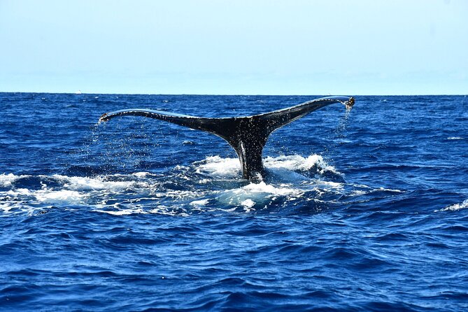 Zodiac Whale Watching Adventure - Incl FREE photos - Responsible and Eco-Friendly Whale Watching