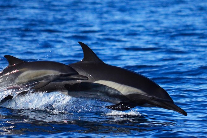 Zodiac Whale Watching Adventure - Incl FREE photos - Weather and Rescheduling Flexibility