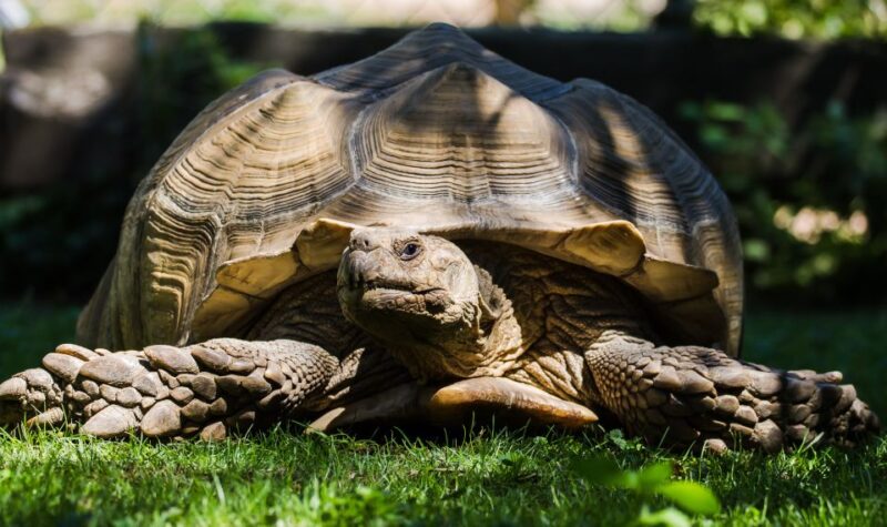 Zoo al Maglio: 1-Day Ticket for the Jungle of Ticino - Explore Ticino’s Only Zoo with a 1-Day Ticket