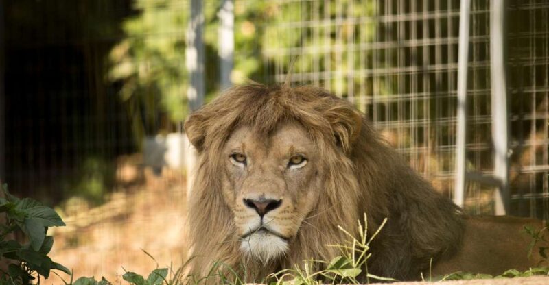 Zoo al Maglio: 1-Day Ticket for the Jungle of Ticino - Key Points