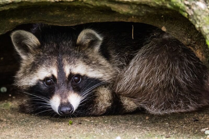 Zoo al Maglio: 1-Day Ticket for the Jungle of Ticino - A Close-up View of Animal Exhibits and Species