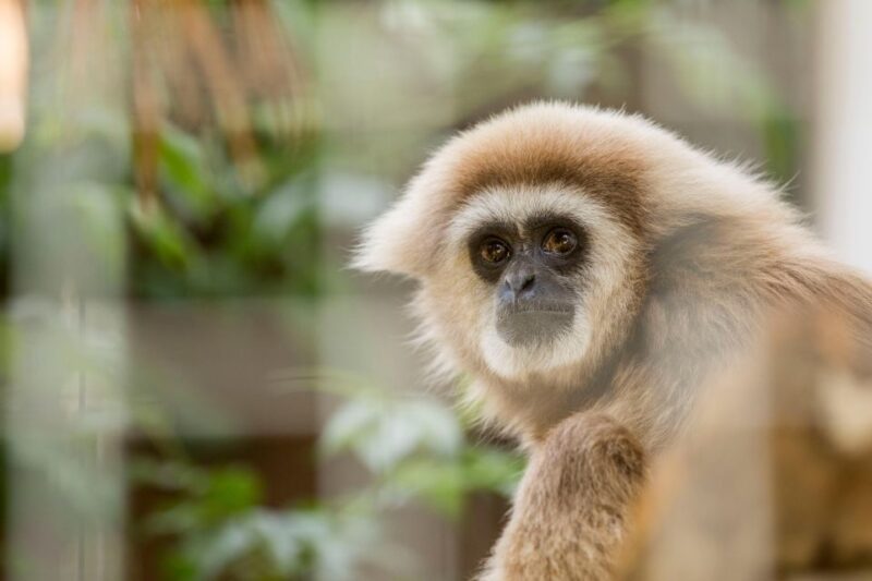 Zoo al Maglio: 1-Day Ticket for the Jungle of Ticino - Sustainability and Conservation Efforts