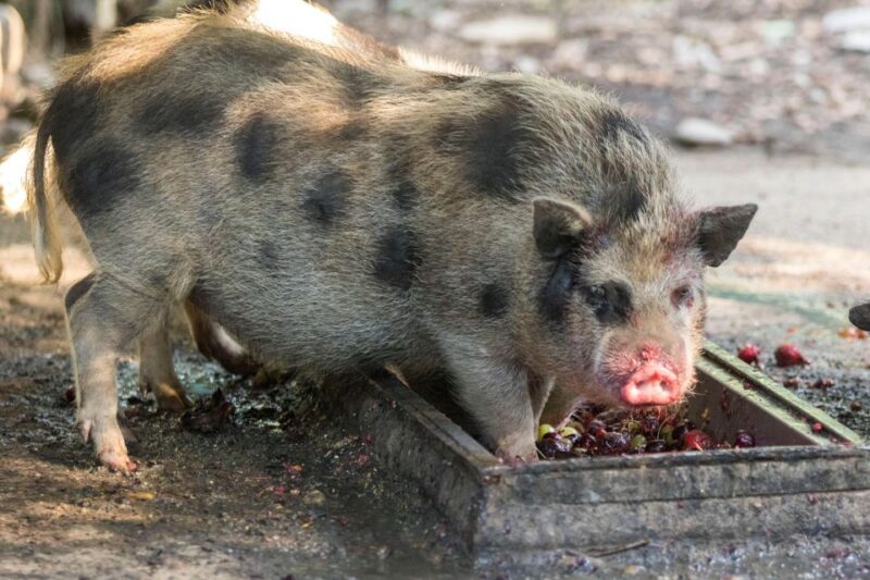 Zoo al Maglio: 1-Day Ticket for the Jungle of Ticino - Facilities and Visitor Amenities