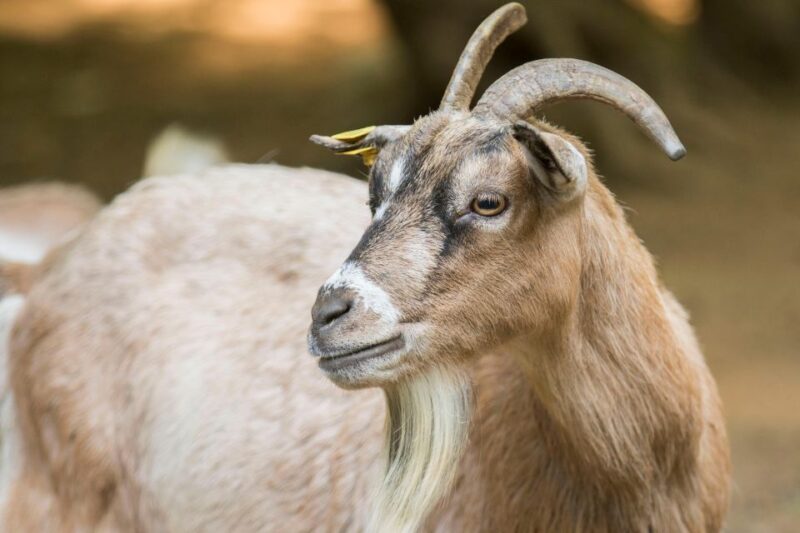 Zoo al Maglio: 1-Day Ticket for the Jungle of Ticino - Visiting During Different Seasons and Times