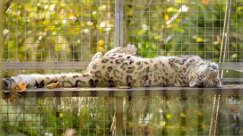 Zoo al Maglio: 1-Day Ticket for the Jungle of Ticino - Final Thoughts on Zoo al Maglio