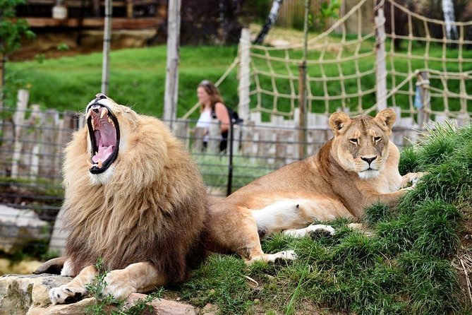 Zoo Of Beauval - Private Trip - Starting Your Day with Convenient Hotel Pickup in Paris