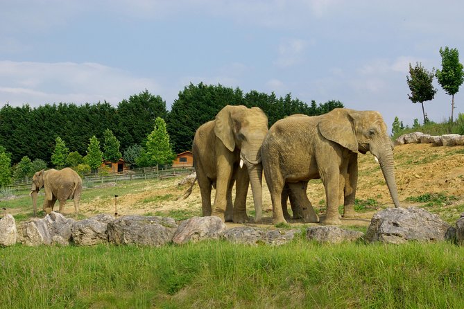 Zoo Of Beauval - Private Trip - The Zoo of Beauval: A Family-Friendly Wildlife Haven