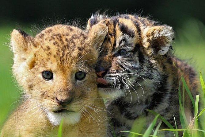 Zoo Of Beauval - Private Trip - Cancellation Policy and Flexibility