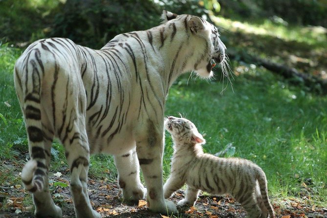 Zoo Of Beauval - Private Trip - Who Should Book This Private Trip to Beauval?