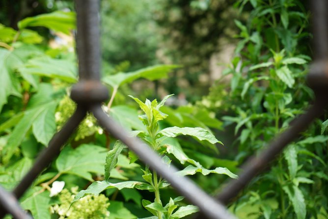 Zürich Historic District Tour - Viewpoints and City Vistas from Lindenhof Hill