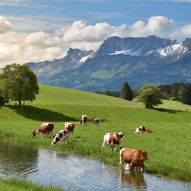 Zurich Private tour to Liechtenstein and Heidiland - Heidis Village: Enter the World of Heidi