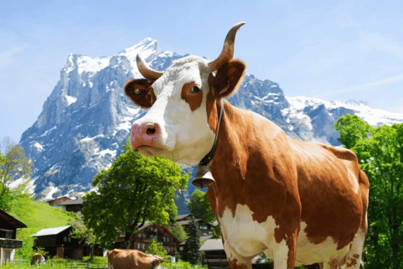 Zurich: Rhine Falls, Chocolate & Cheese Factory Day Trip - Practical Information for Travelers