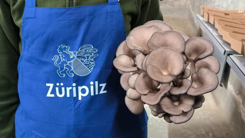 Zurich's best-kept secret: the hidden world of mushrooms! - Zurich’s best-kept secret: the hidden world of mushrooms!