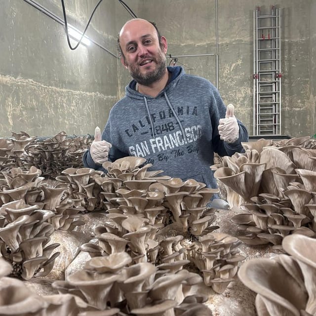 Zurich's best-kept secret: the hidden world of mushrooms! - Key Points