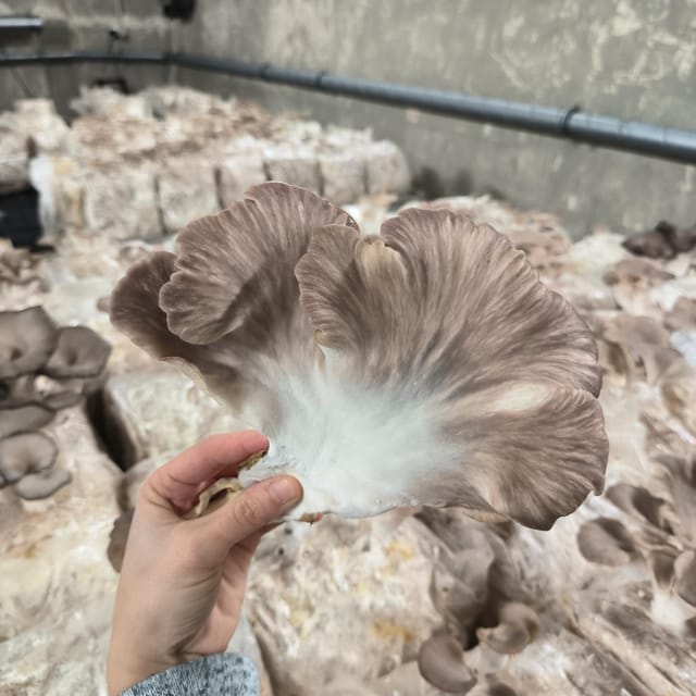 Zurich's best-kept secret: the hidden world of mushrooms! - Buying Fresh Mushrooms and Growing Kits