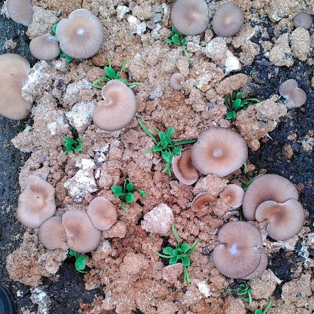 Zurich's best-kept secret: the hidden world of mushrooms! - Meeting and Ending the Zurich Mushroom Tour